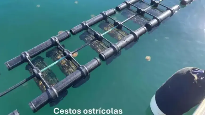 Marina Alventosa Reports “Incalculable” Loss After Mar Menor Oyster Decline