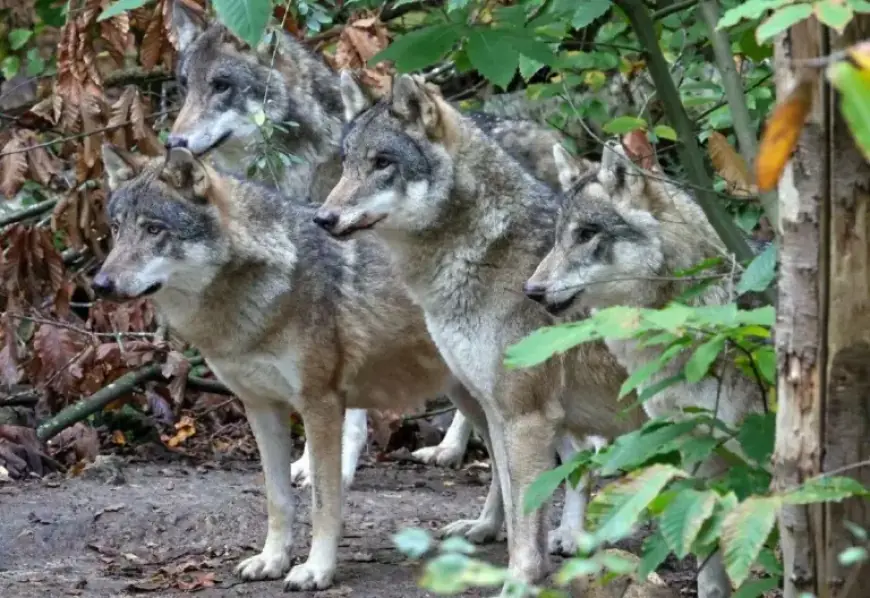 Kent Animal Park Euthanizes Wolf Pack Due to Escalating Aggression