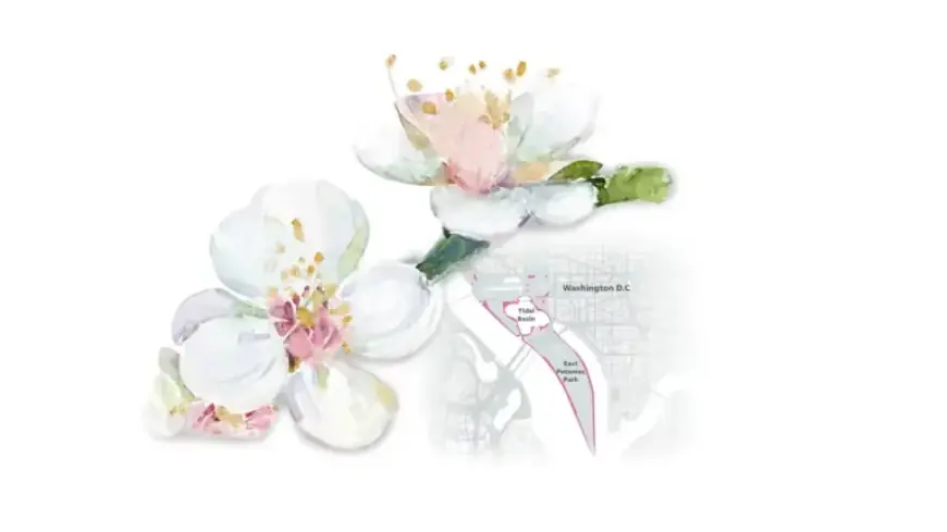 Guide to Viewing DC’s Spectacular Cherry Blossoms This Bloom Season