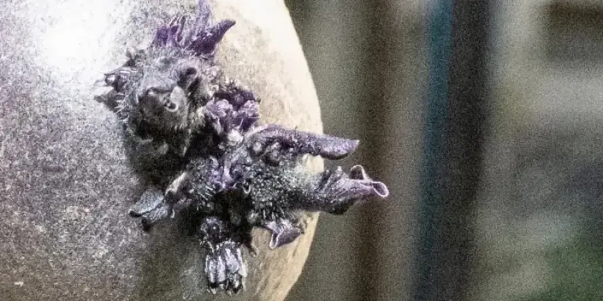 NASA Astronaut Reveals Mysterious Twisted Purple Growth Aboard Space Station