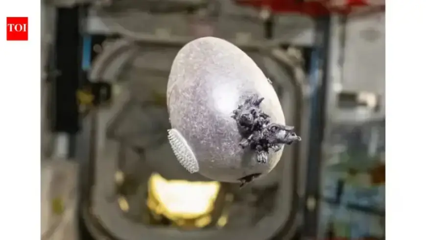 NASA Astronaut Cultivates Purple Potato on ISS, Sparks Internet Frenzy