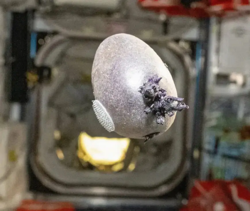 NASA Astronaut’s Alien-Like Space Photo Captivates Internet