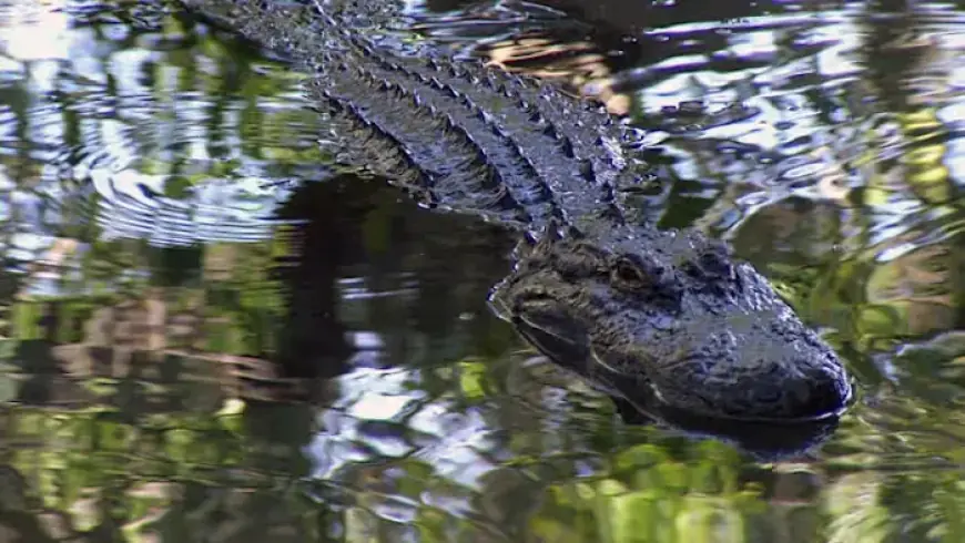 Florida Officials Investigate Viral Airboat Video of Alligator Shooting