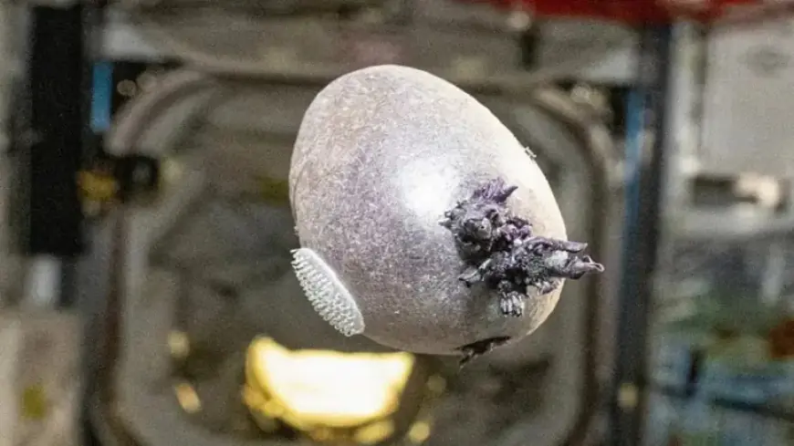 NASA Astronaut Captures Image of Mysterious Purple Object With ‘Tentacles’