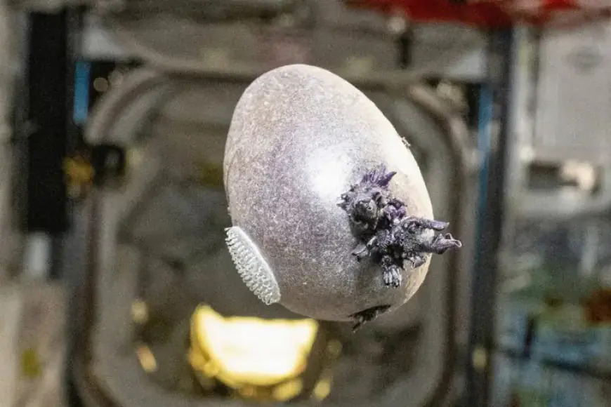 NASA Astronaut Captures Unusual Purple Object on ISS—It’s Surprisingly Earthly