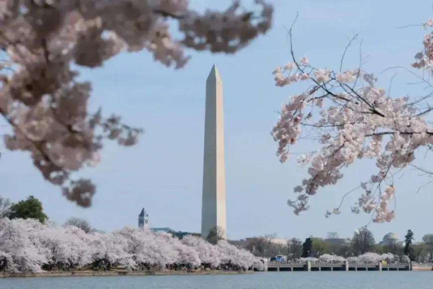 Washington’s Iconic Cherry Blossoms Reach Peak Bloom: Stunning Photos