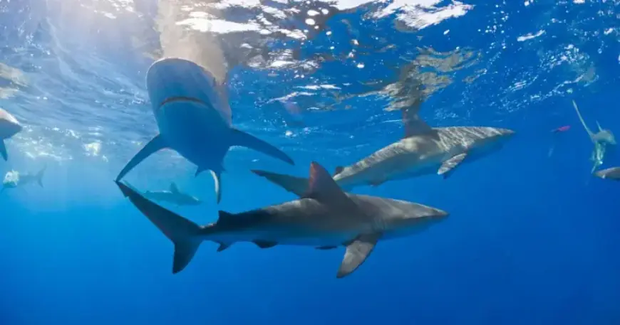 Bahamas Sharks Found with Caffeine, Painkillers, Cocaine in Study