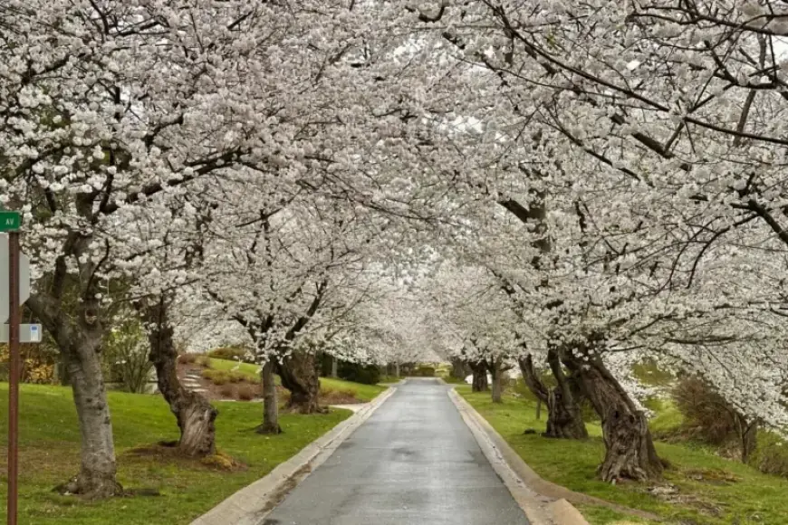 Experience Cherry Blossoms Without Crowds, Traffic, or Long Lines