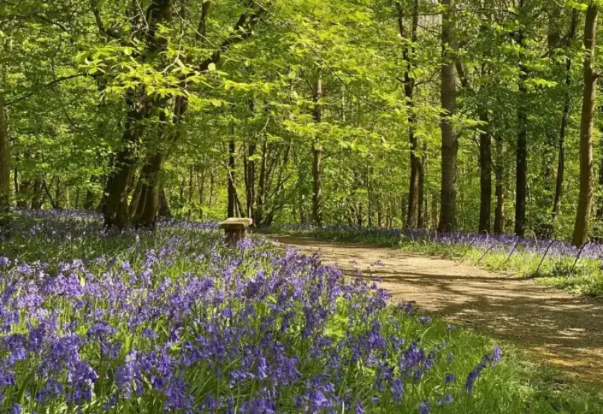 Discover Kent’s Best Bluebell Spots to Visit This Spring