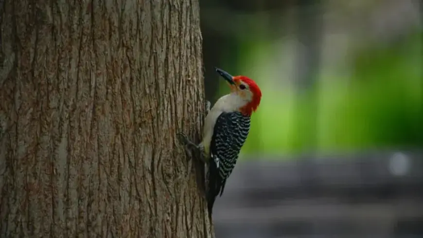 Celebrate Earth Day 2026: Events in Bucks County