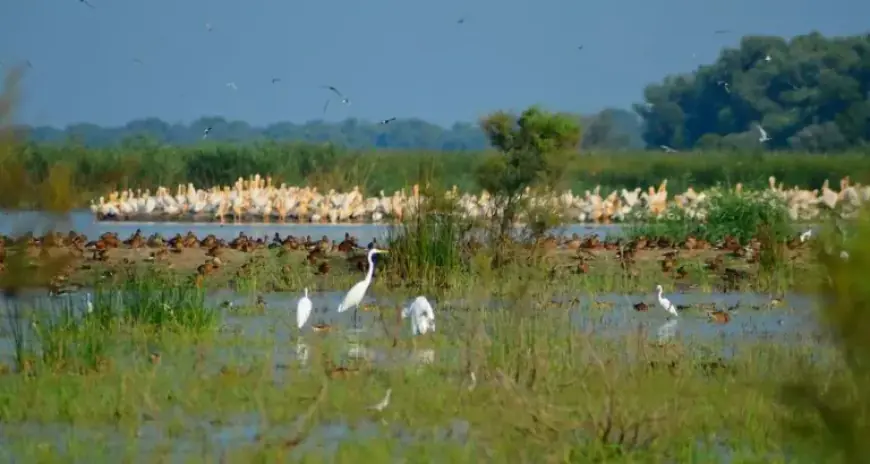 Ukraine’s Danube Delta Wetlands Degrade Due to Water Loss, Climate Change