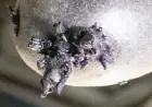 Purple Lifeform Captured Sprouting ‘Tentacles’ Aboard ISS