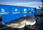 15-Foot Tagged Shark Baffles Experts, Ventures Beyond Carolina Waters