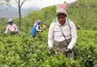 Climate Change Threatens Flavor and Future of India’s Darjeeling Tea