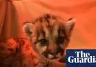 California Biologists Rescue Three-Week-Old Mountain Lion Cub