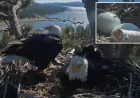 Big Bear Eagles Jackie and Shadow Expecting New Arrival