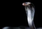 Man Survives Deadly Snake Bites for 20 Years, Reveals Universal Antivenom Secrets