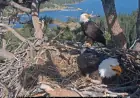 First Big Bear Bald Eaglet Hatches; Second Egg Shows Pip