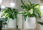 Smart Planter Thrives Autonomously for 2 Months: My Experience