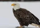 Bald Eagles Reach Record Numbers in Annual Kings County Survey