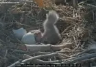 Big Bear Bald Eagle Cam: Jackie and Shadow Welcome Two New Eaglets