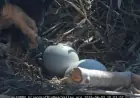 Watch Live: Bald Eagle Egg Hatches on California Cam