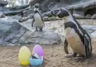 Penguins Delight in Easter Egg Hunt at West Midlands Safari Park