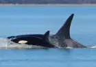 Unseen Killer Whale Pod Makes Mysterious Visit to Seattle