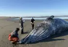 Starving Gray Whales Found Dead in Ocean Shores After Willapa River Swim