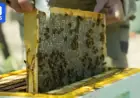 Varroa Mite Destroys Over 1,000 Beehives in ACT