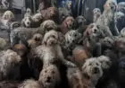 RSPCA Rescues 250 Neglected Poodles from Overwhelmed Breeders’ Filthy Conditions