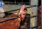 New Laws Enhance Living Conditions for Egg-Laying Hens in Cages