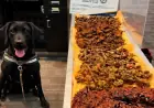 Detector Dog at Pearson Airport Uncovers 40kg of Undeclared Meat