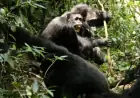 Chimpanzee Betrayal: Scientists Shocked by Fatal Attacks on Allies