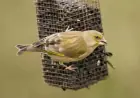 RSPB Urges Bird Lovers: Remove Summer Feeders to Protect Wildlife