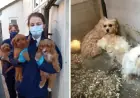 Kent Puppy Farmers Ordered to Repay £200,000 for Selling Sick Dogs