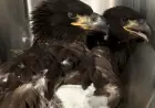 Alabama Eaglets Lost After Storms Destroy Their Nest