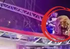 Tiger Escapes During Circus Performance, Causing Horror Among Audience