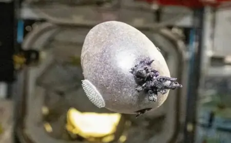 Purple ‘Alien’ on ISS Paves Future for Mars Missions