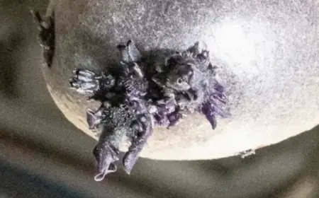 Purple Lifeform Captured Sprouting ‘Tentacles’ Aboard ISS