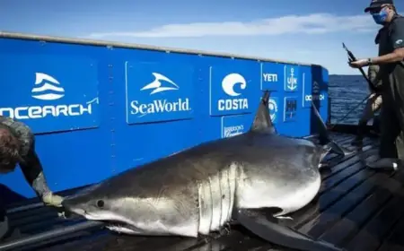 15-Foot Tagged Shark Baffles Experts, Ventures Beyond Carolina Waters