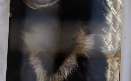 Sunset Zoo Introduces New Sloth Bear Arrival