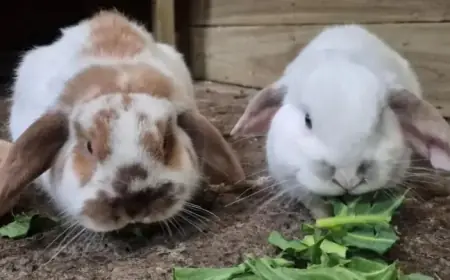 Hexham RSPCA Branch Urgently Seeks Homes for 40+ Animals