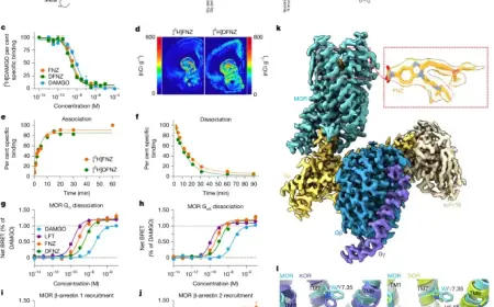Superagonist Analgesic Targets µ-Opioid Receptor with Minimal Side Effects