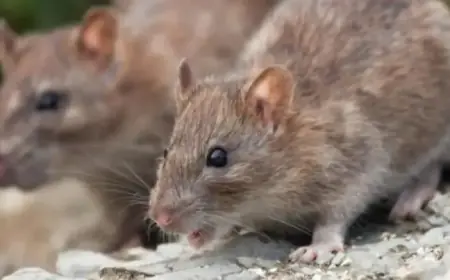 Chip Company Halts Trading Amid Rat Infestation