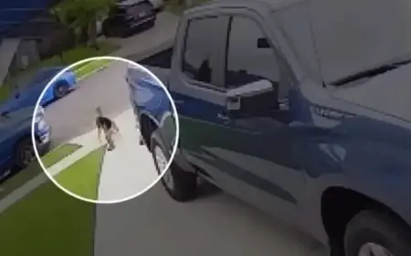 Coyote Attacks but 4-Year-Old California Boy Survives