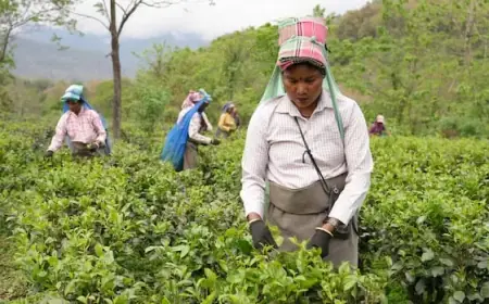 Climate Change Threatens Flavor and Future of India’s Darjeeling Tea