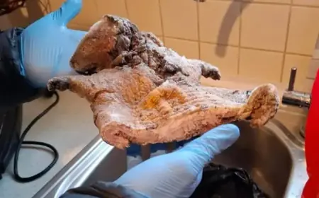 Police Seize Hazardous Rat and Antelope Meat in Illegal Food Bust