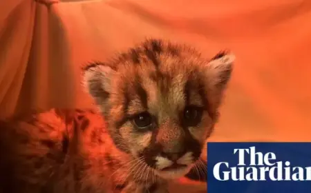 California Biologists Rescue Three-Week-Old Mountain Lion Cub
