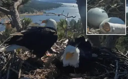 Big Bear Eagles Jackie and Shadow Expecting New Arrival